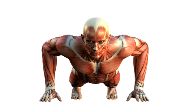 Muscle anatomy of a man png