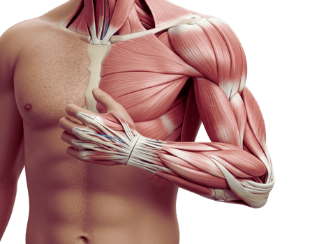 The muscles of the arm and shoulder png