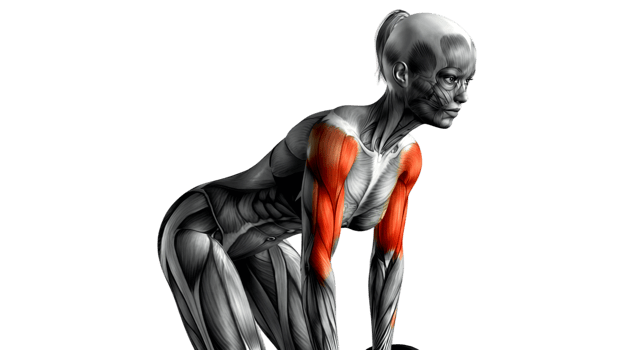 The muscles of the female body are shown in this image png