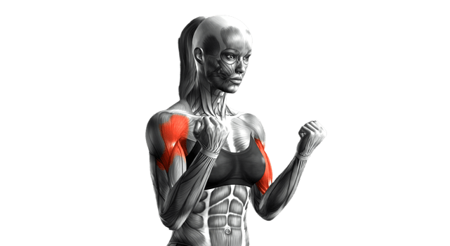 A female bodybuilder with red and white muscles png