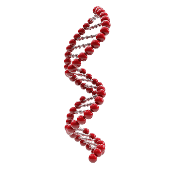 Red spheres form a helical DNA structure Isolated on Transparent Background. png
