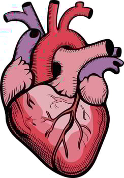 human heart clip art clipart vector