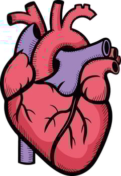 human heart illustration vector