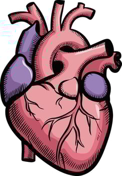 human heart clip art illustration vector