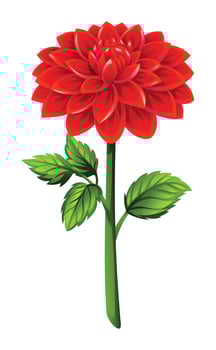 Red dahlia flower with leaves illustration vector
