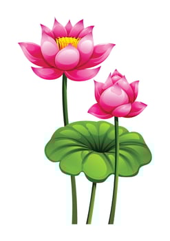 Pink lotus flowers on long stems, with one in full bloom and the other as a bud. Cartoon illustration vector