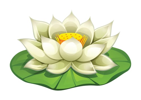 White lotus flower blooming on a lotus pad. Cartoon illustration vector