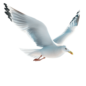 Seagull bird flying with wings spread on png