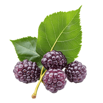Fresh mulberry berries with a vibrant green leaf isolated on a transparent background, Mulberry berry with leaf isolated on transparent background png