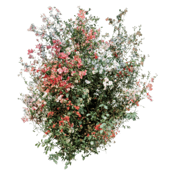 A colorful bush of flowers on a transparent background creates a stunning spring display, imagine bush of flowers on transparent background png