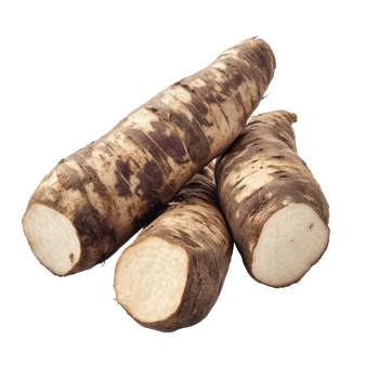 Freshly harvested yacon roots displayed on a clean transparent background ready for culinary use or health benefits, Fresh Yacon roots on transparent background png