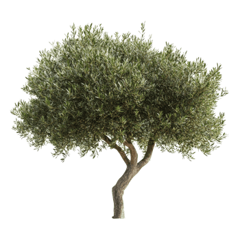 An olive tree standing alone against a transparent background highlighting its unique shape and lush green leaves, Olive tree isolated on transparent background png