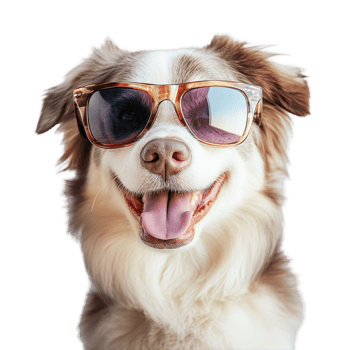 A joyful dog wearing stylish sunglasses poses playfully against a transparent backdrop, Funny dog wearing sunglasses on transparent background png