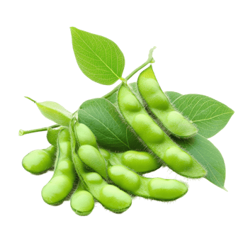 Fresh green soybeans with leaves displayed on a clean transparent background for culinary use and nutrition, green soybeans on transparent background png