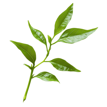 Fresh green leaves of Kariyat, scientifically known as Andrographis paniculata, displayed on a transparent background, Kariyat or Andrographis paniculata green leaves isolated on a transparent png