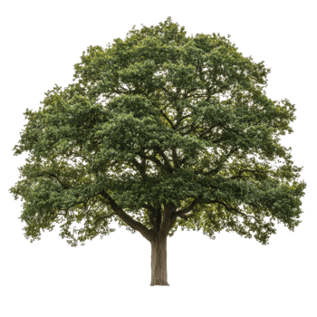 Lone oak tree standing gracefully against a transparent background with lush green foliage and a sturdy trunk, oak tree isolated on transparent background png