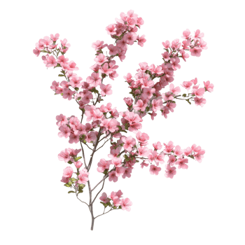 Delicate light pink flowers in full bloom showcasing the beauty of nature isolated, bush of delicate light pink flowers, file of isolated object with shadow on transparent background png