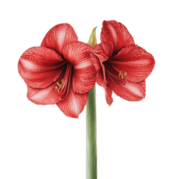 Elegant red amaryllis blooms against a minimalist transparent background showcasing their vibrant beauty, Amaryllis in , available with a transparent background png