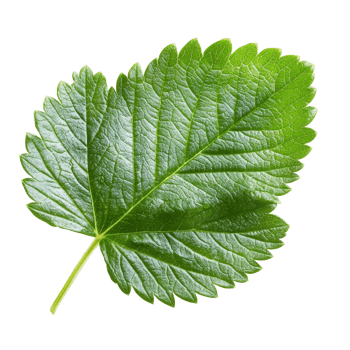 Fresh strawberry leaf isolated on a pure transparent background highlighting its vibrant green color and delicate texture, Strawberry leaf isolated on transparent background png