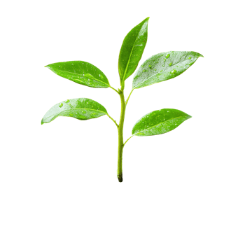 Young green shoot emerging from dark soil representing growth and new life in a minimalist setting, Young Shoot Symbol of Growth and New Life on a transparent background png