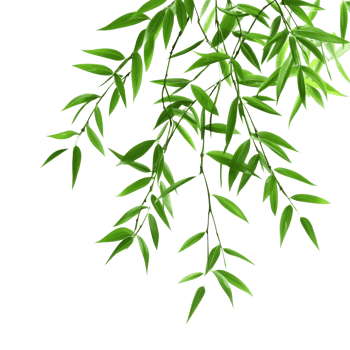 Vibrant bamboo leaves gracefully cascading against a clean transparent background in natural beauty, Bamboo leaves isolated on transparent backgroundfile png