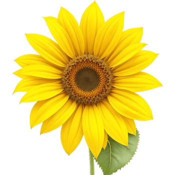 Single Large Sunflower png