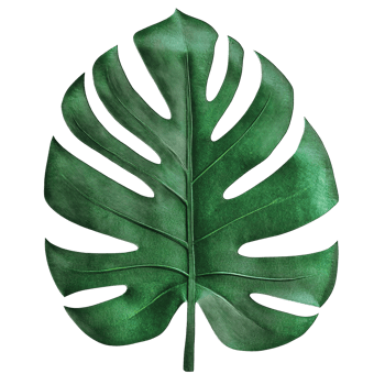 Monstera leaf cutout against a clean transparent background showcasing intricate leaf patterns and textures, monstera leaf on transparent backgroundfile png