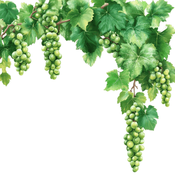 A bunch of fresh green grapes and vibrant leaves cascading from a natural branch against a transparent background, green grapes branch and leaves hanging top transparent background png