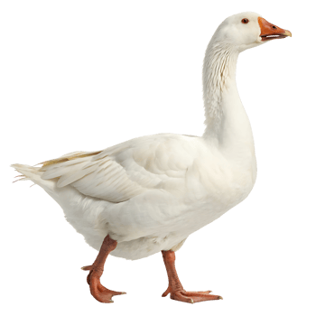 White goose with orange beak and feet walking on a Transparent background, showcasing its smooth feathers and strong posture png