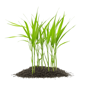 Small green rice seedlings growing on a bed of dark soil against a transparent background in a farming greenhouse setting, Small rice plants on transparent background. Rice seedlings transparent png