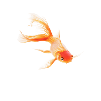 Goldfish swimming gracefully on a bright transparent background in a serene aquatic setting, Gold fish Isolation on transparent background png