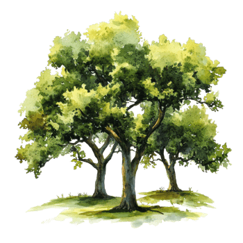 Beautiful watercolor collection of three oak trees on a transparent background showcasing natures elegance, 3D icon of a cute tree in birght green color isolated transparent background png