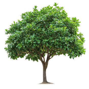 A closeup view of a vibrant green tree against a plain transparent background showcasing its detailed foliage, Tree on transparent background, real close up decorate tree in brown pod isolate die cut png