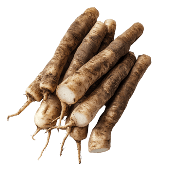 Fresh yacon roots displayed on a transparent background, highlighting their unique shape and texture for culinary uses, Fresh Yacon roots on transparent background png