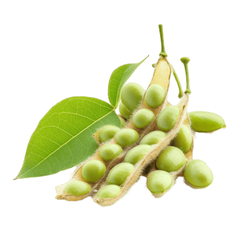 Isolated soybean pods with fresh green leaves displayed from a different angle, Different angle of individual soybean isolated png
