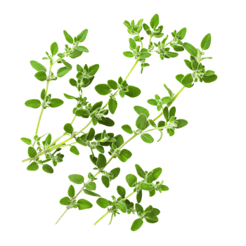 Fresh thyme leaves on a transparent background showcasing their vibrant green color and delicate texture, thyme leaves isolated on transparent background png