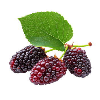 Fresh mulberry berries with vibrant green leaves isolated on a transparent background for culinary and health uses, Mulberry berry isolated on transparent background png