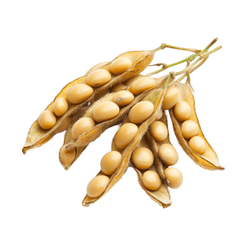 Freshly harvested soybean pods with seeds displayed against a clean transparent background, Soybean isolated png
