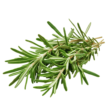 Fresh rosemary herb isolated on a transparent background showcasing its vibrant green leaves and delicate structure, Rosemary isolated on transparent background png