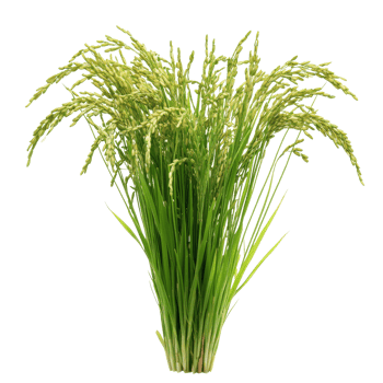 Fresh green rice plants isolated on a transparent background showcasing their natural beauty and healthy growth, Green rice plants isolated on transparent background png