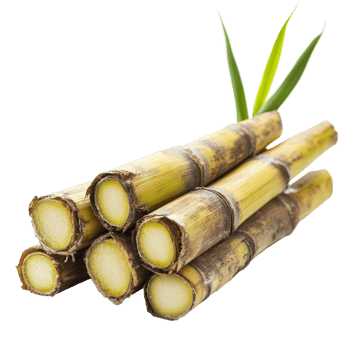 Fresh sugar cane stalks arranged on a clean transparent surface showcasing their natural texture and color, sugar cane on transparent background png