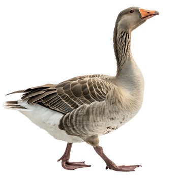 Close up of a goose walking gracefully with a proud posture, showcasing its unique feathers and long neck against a bright Transparent background png