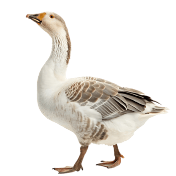 Elegant goose standing with a proud expression featuring light gray feathers and a smooth backdrop for a clean minimalistic look png