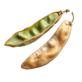 Bitter beans on transparent, featuring green and dried types for culinary uses, Bitter bean on transparent background png