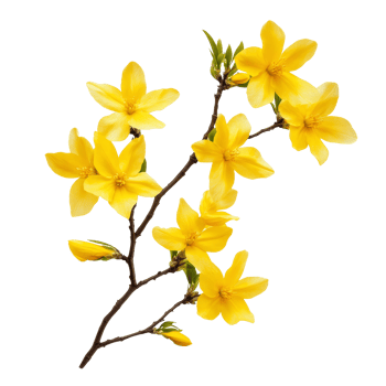 Bright forsythia flowers blooming on a branch against a clean transparent background in springtime, forsythia flowers isolated on transparent background png