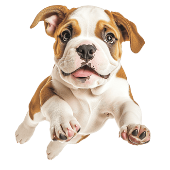 Adorable brown and white bulldog puppy is playfully jumping forward png