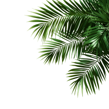 Green palm leaves casting shadows on a bright transparent background create a tropical and fresh ambiance, green palm leaves with shadow on transparent backgroundfile png