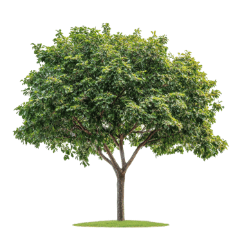 An isolated green tree with lush foliage set against a striking transparent background in natural daylight, Tree isolated on transparent background png