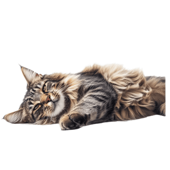 Relaxed Maine cat lounging contentedly on a soft surface in a serene indoor environment during the day, Relaxed Maine Cat Laying on the Ground, Furry Pet Isolated on transparent background png