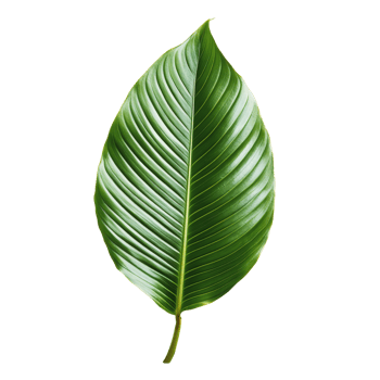 A vibrant tropical leaf showcasing rich green hues isolated against a clean transparent background for a fresh aesthetic, tropical leaf isolated on transparent background png